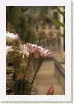 10 - 08 Gradina Botanica - Jibou  * 428 x 640 * (48KB)